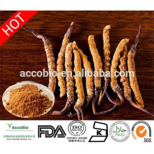 Extrait de Cordyceps 100% naturel, extrait de Cordyceps Sinensis, herbe puissante